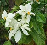 20 Tropical Seeds- East Himalayan Mussaenda-Terrific for Plant Collectors! Mussaenda roxburghii