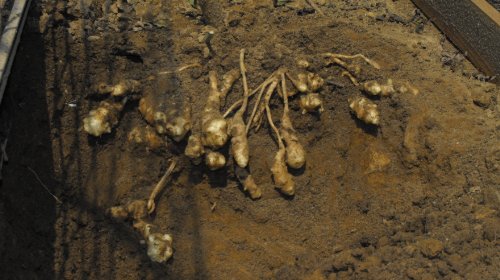 Jerusalem Artichokes -Perennial-organic Plants-sunchoke Tubers-plant-each 1 Pound by Yumheart Gardens