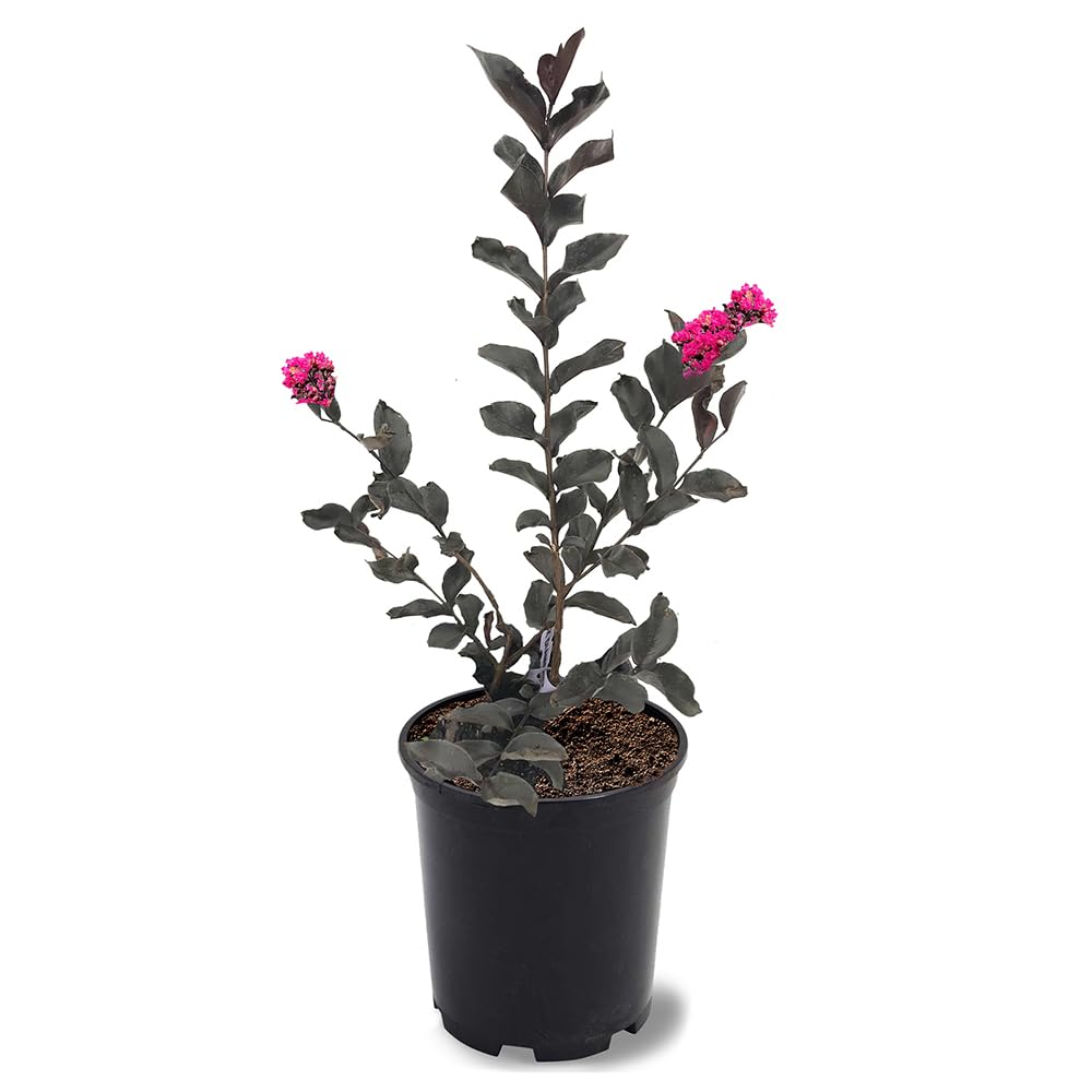 Black Diamond Crape Myrtle Mystic Magenta
