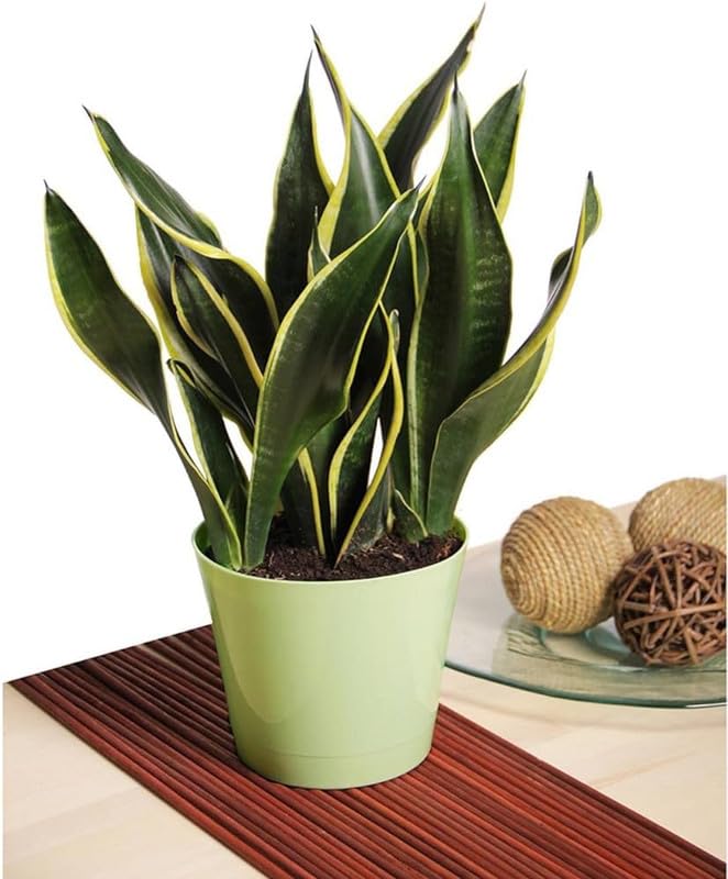 Organic Healthy Dwarf snake plant Pack of 1-image-14