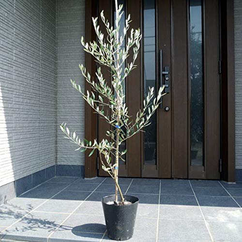 Amazon.co.jp: オリーブの木 苗(ルッカ) 7号(21cmポット) 0.8M前後