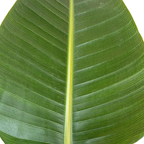 United Nursery White Bird of Paradise Live Indoor Strelitzia Nicolai Plant Shipped in 9.25 inch Grower Pot 30-38 inch Shipping Size (Large)