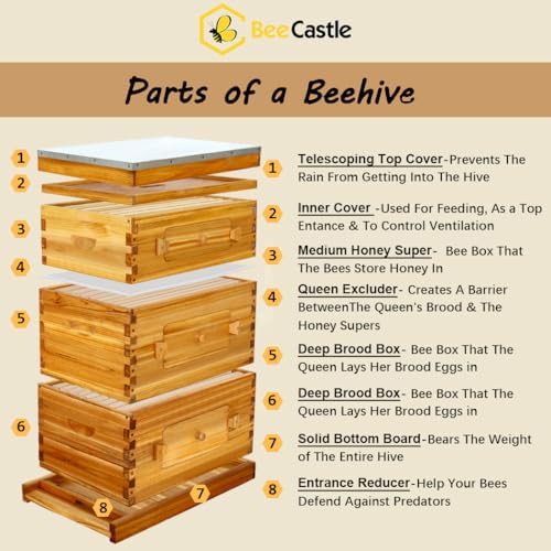 BeeCastle 10-Frame Langstroth Beehive with Windows, Beeswaxed Coated Bee Hive for Beginners with Beehive Frames and Waxed Foundations (2 Deep Bee Boxes & 1 Medium Super Bee Box) - Image 4