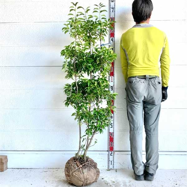 Amazon.co.jp: ソヨゴ 根巻き苗 樹高約1.6-1.8m 常緑広葉樹 : DIY