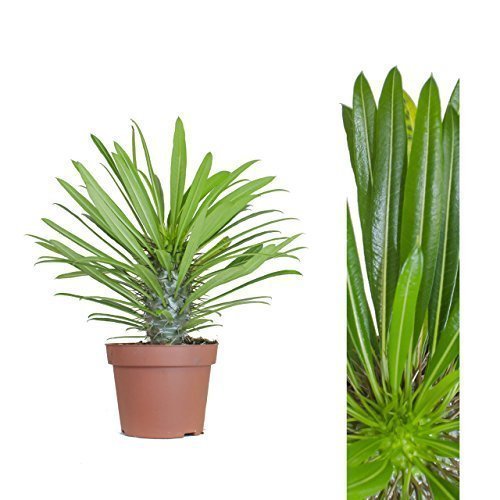 Musgo sphagnum vivo 1 L