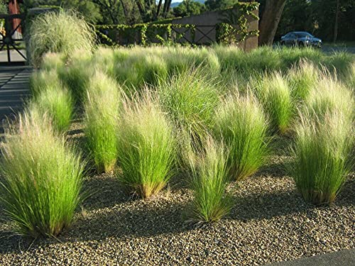 ALYKE Nassella Tenuissima Stipa Tenuissima Mexican Feather Grass seeds Cover