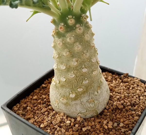 Amazon｜ドルステニア：ラブラニー 7cm角鉢[塊根植物]｜観葉植物