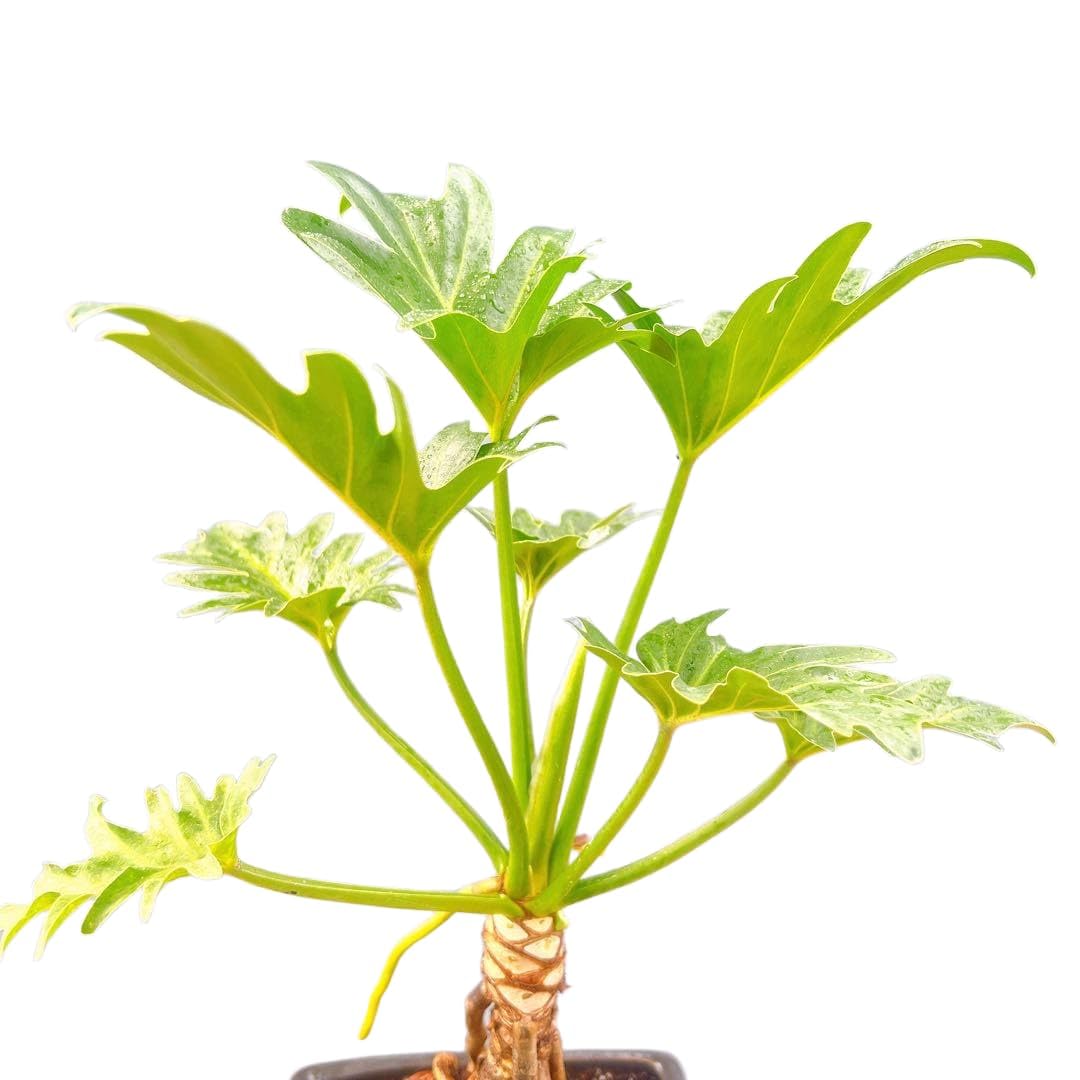 Amazon｜観葉植物 フィロデンドロン クッカバラ 幹上がり 根上り 陶器