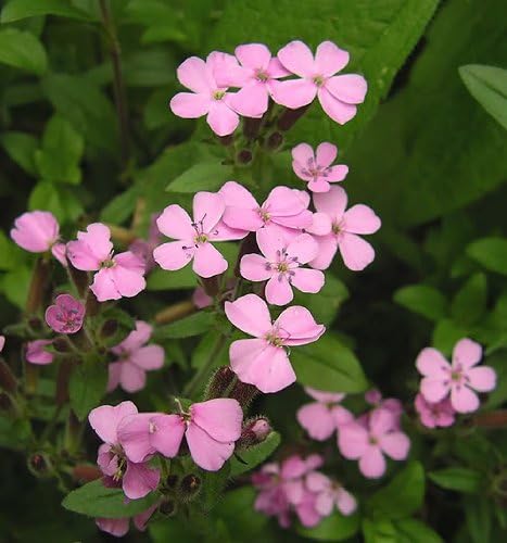 500 Pink Rock Soapwort Saponaria Ocymoides Flower Seeds