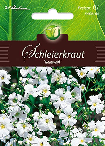 Gypsophila, Gypsophila, White