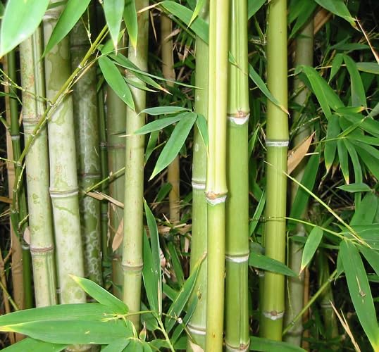 90pcs Green Phyllostachys Bamboo Tree Seeds