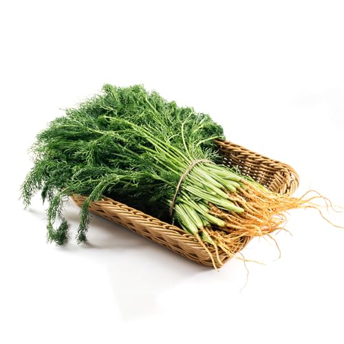 semillas de hinojo organicas - Plantas resistentes al invierno para balcones semillas de plantas de interior, maceta jardín de plantas Decoración de balcón con camas elevadas Plantar 150pcs