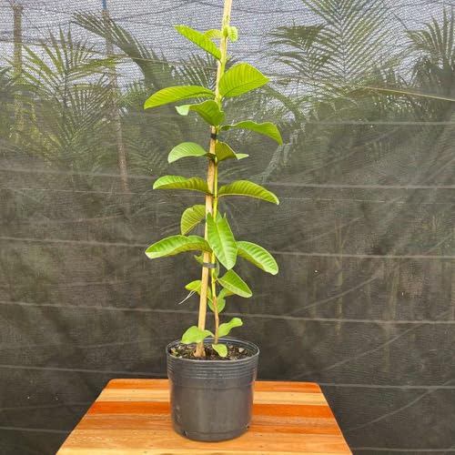 Muda Frutífera de Goiaba Tailandesa