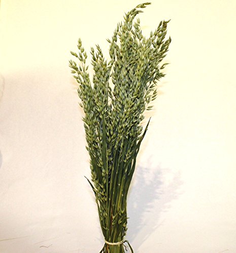 Dried Oats Bunch by The Dried Flower Farm