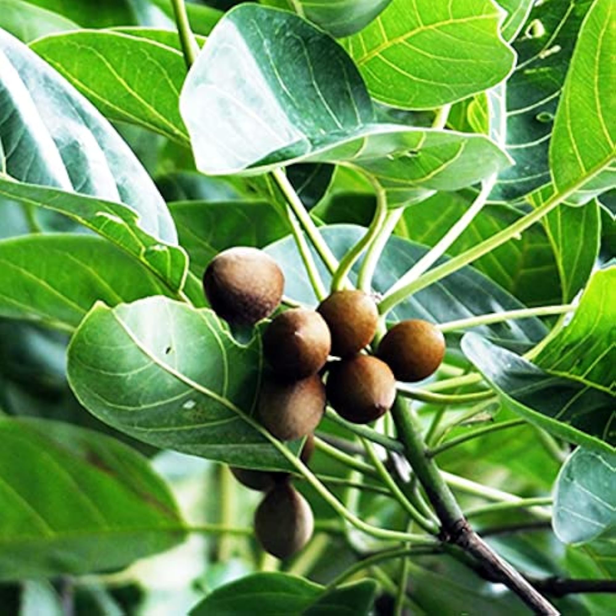 Thandrikkai, 700g, Bahera Sabut, Natural Herb Pack