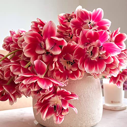 bloomsybox bouquet pink peony tulips flowers 50 stems large fresh flowers from california farms red pink with white edges fresh cut flowers easy to care  care card amp flower food included