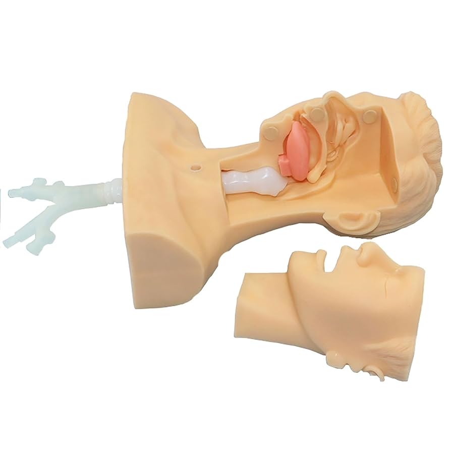 看護実習キット Amazon.co.jp: 看護 人形 看護実習モデル人形 マネキンモデル