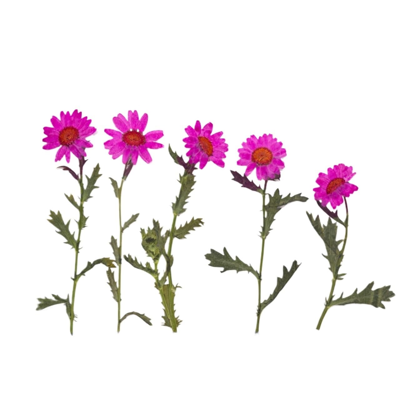 Flores Secas Prensadas 60 Piezas de Flores secas con Tallo