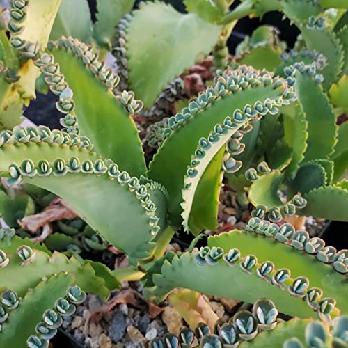Planet Desert Kalanchoe Delagoensis 'Mother Of Millions' Cacti Cactus Succulent Real Live Plant #TOP1