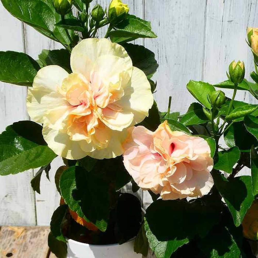 花122 カード検索 ｜ Z/X - Zillions of enemy X - ゼクス公式サイト