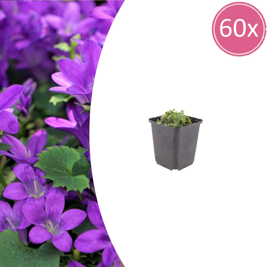 Campanula Portenschlagiana Perenne, da Giardino, Viola, Set 60 Vaso 9cm