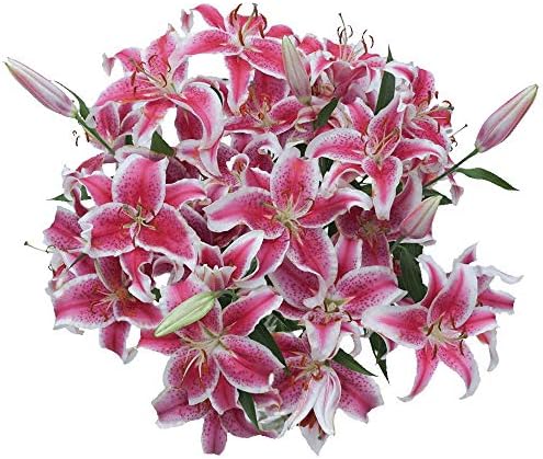 GlobalRose 35 Blooms of Stargazer Oriental Lilies 10 Stems - Fresh Flowers for Delivery