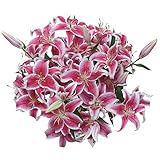 GlobalRose 35 Blooms of Stargazer Oriental Lilies 10 Stems - Fresh Flowers for Delivery