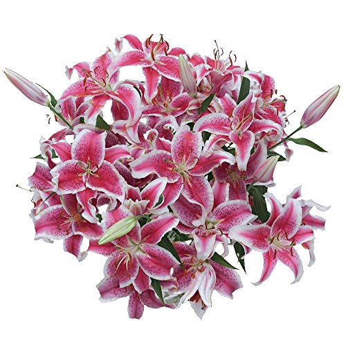 GlobalRose 35 Blooms of Stargazer Oriental Lilies 10 Stems - Fresh Flowers for Delivery