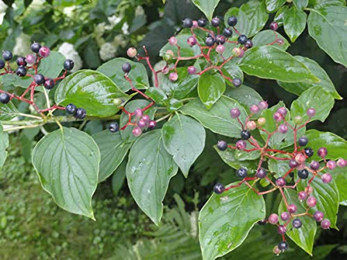 Cornus alternifolia | Green Osier | Alternate Leaf Dogwood | 5_Seeds
