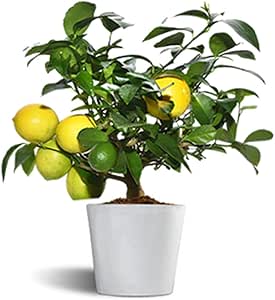 Mayer Lemon - Limonero Enano - Cítricos Comestibles - Maceta Cerámica - Planta Viva Preciosa para Tu Jardín o Balcón