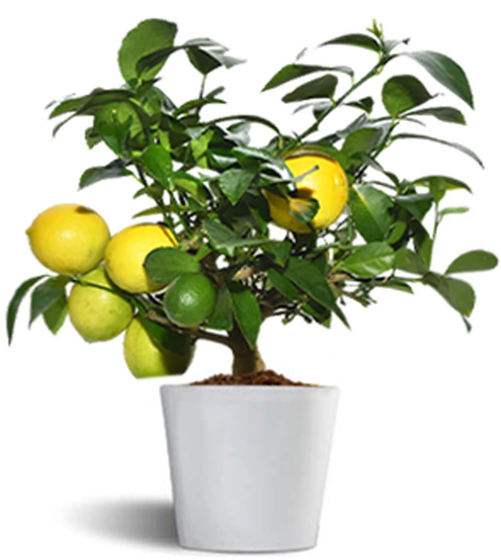 Meyer Lemon - Limonero enano de interior - Maceta cerámica de 16 cm - Fruta comestible (arbusto)