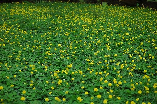 300 Sementes Grama Amendoim Forrageiro (arachis Pintoi)