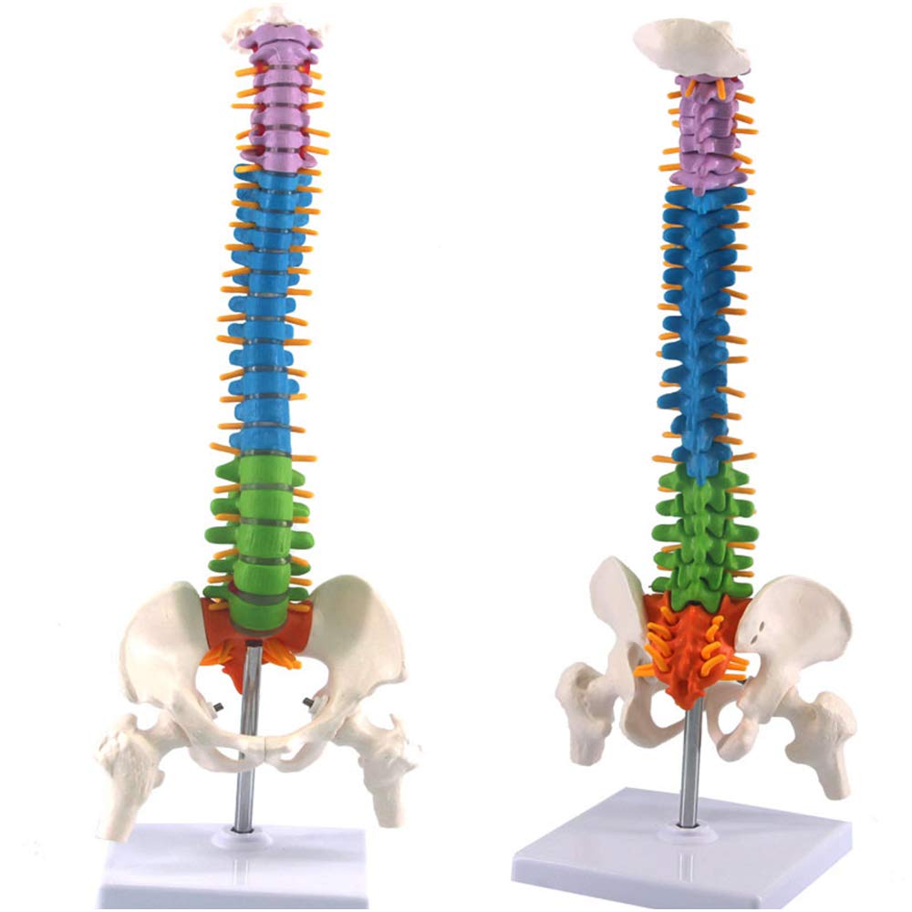 sjdoPulse Human Spine Anatomical Model - 45CM Color Spine Model with Pelvis Cervical Vertebrae Lumbar Vertebrae Thoracic Vertebrae - for Science Teaching Study Demonstration (A)