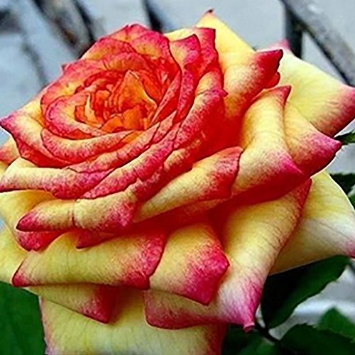 Royal Paradise Gardens Rare Rose Flower Live Plant ' Yellow-Dark