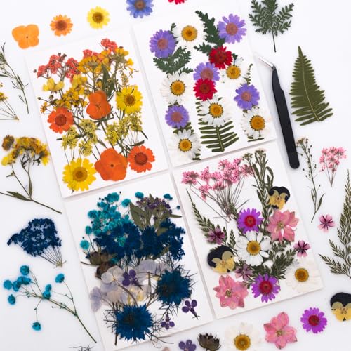 Set de Flores Secas Naturales para Proyectos DIY miniatura 2