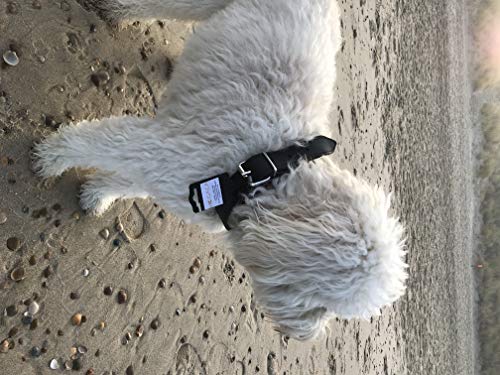 Exklusives,weiches Echt-Leder-Hunde-Halsband 908 2,0 cm breit x 55 cm, schwarz, Halsumfang 40-50 cm