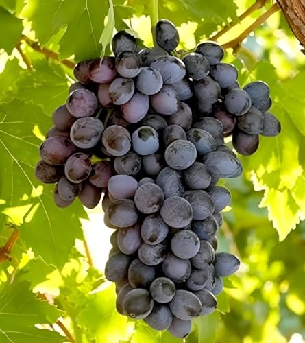 Image of Live Grapes Plant Combo Pack of 3 | Black, Red & Green Grafted Fruit Plants | Healthy Live Vines for Home Garden, Balcony & Terrace | Organic Fruit-Bearing Grapes Saplings