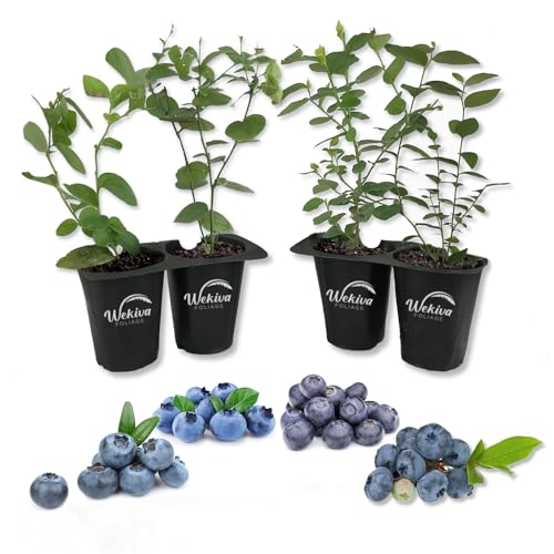 Blueberry Variety Pack - 4 Live Starter Plants - Four Live Starter Plants for Your Edible Garden