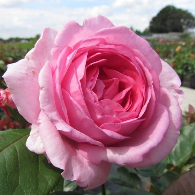Millie - 5.5lt Potted Hybrid Tea Rose Bush - Highly Fragrant, Large Pink Flowers