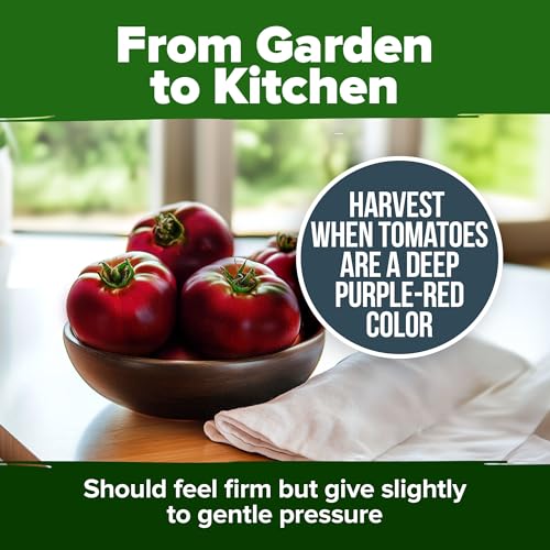Image of HOME GROWN Cherokee Purple Tomato Seeds 212+ Heirloom Non-GMO Seeds for Planting, High Germination, Indeterminate Beefsteak, Rich Smoky Flavor, Slicing Tomato for Garden (Solanum lycopersicum)