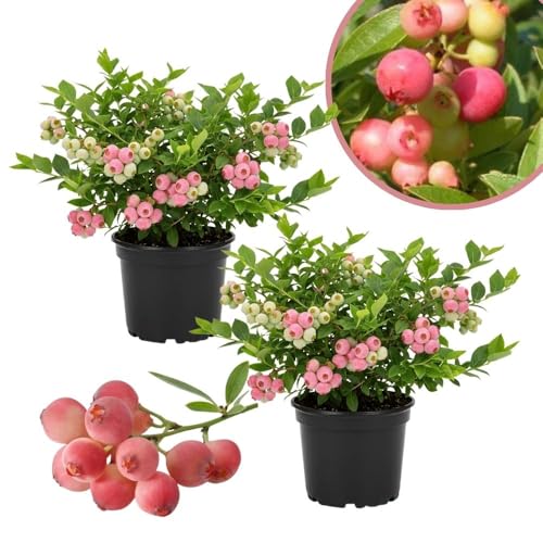 Combo 2 Pink Lemonade Blueberry Live Plant 4-9 Inches Tall Hardy Blueberry Bush Blueberries Fruit Plants Live for Planting in Garden No Pot