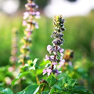 100 Seeds: Indian Holy Organic Tulsi Basil Seeds Home Made for Plants Ayurvedic
