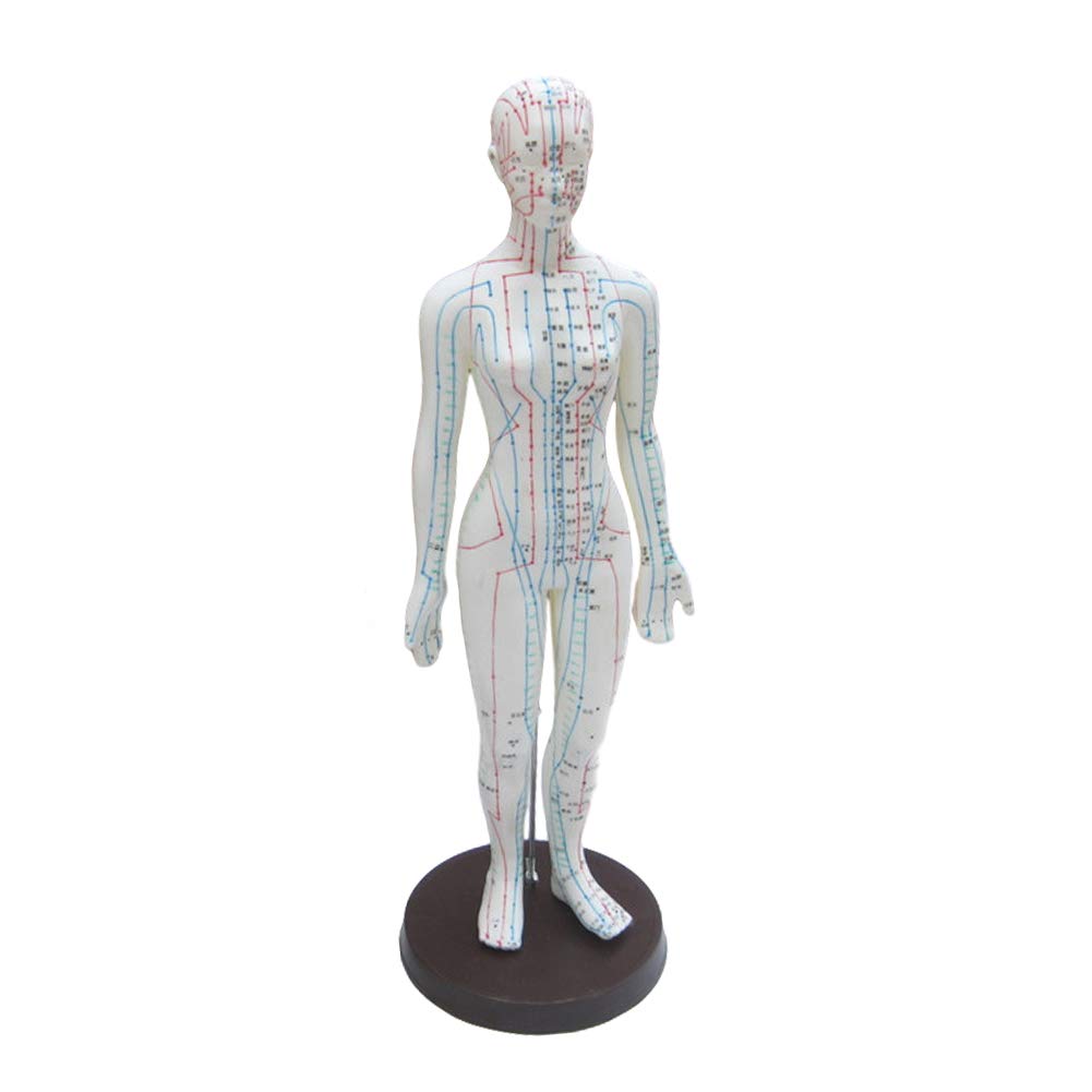 Buy YZJYB Male Acupuncture Model 50cm Medical Human AcupuncturePoint ...