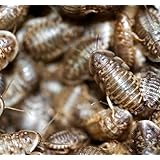 デュビア,Mサイズ200匹, アルゼンチンモリゴキブリ, 死着保証あり (M, 200)