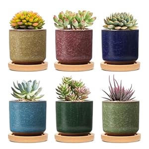 T4U 6CM Succulente Plantenpot Set van 6, Gekleurde Keramiek Vetplant Bloempot met Bamboe Onderzetter, Binnen Klein Cactus Pot met Afvoergat voor Sappige Aloë Kruid Kamerplant Decoratieve Geschenk