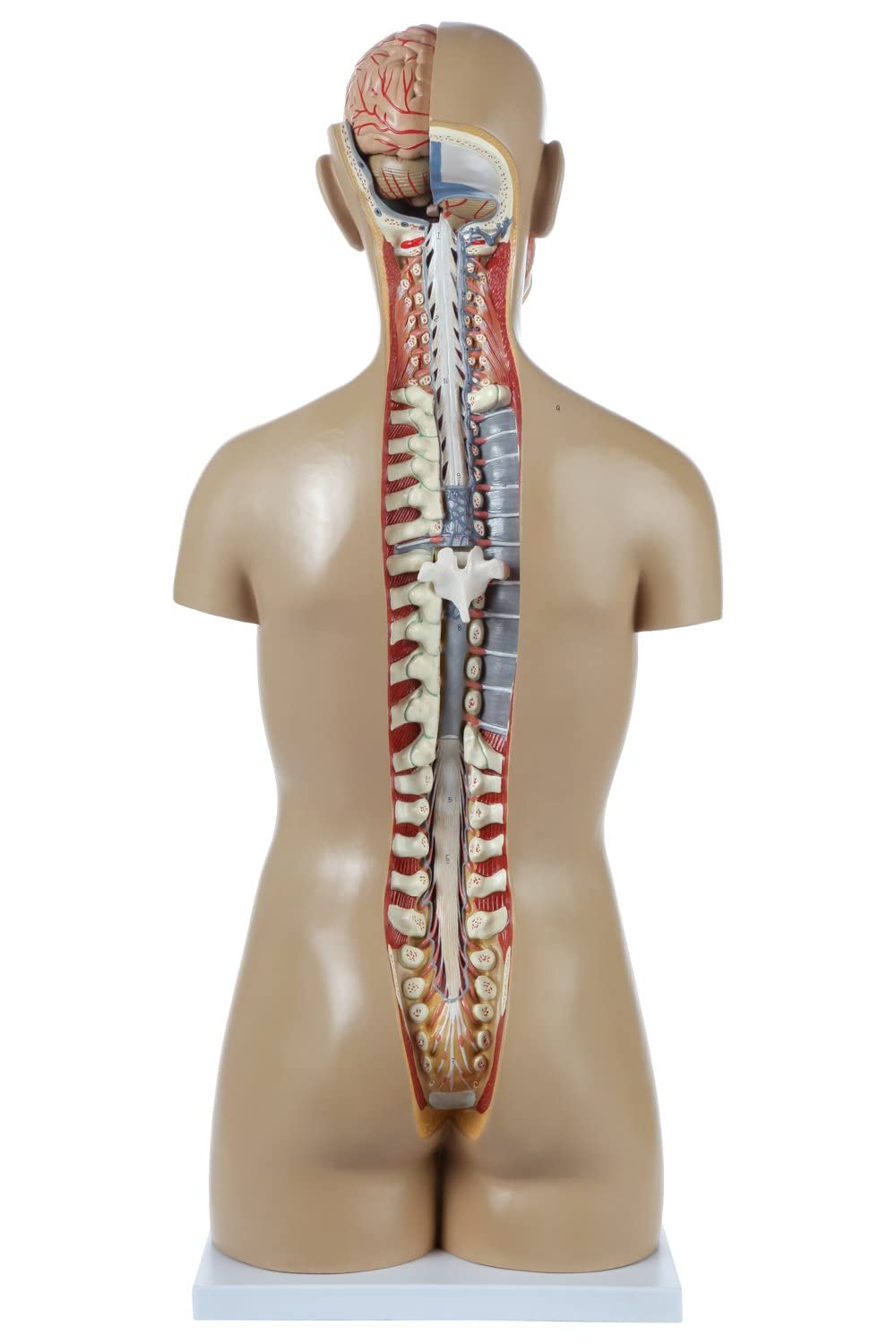 85 Cm Wysoki Anatomiczny Ludzki Torsomodel 18 Zdjętnych Modeli Narządów Wewnętrznych Bezpłciowy Torso Z Otwartym Plecami Model Struktury Narządów Ludzkiego Ciała