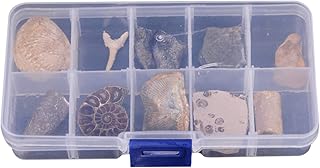 TEHAUX 10pcs Paleontological Fossils with Specimen Box, Trilobite Amber Fossil Original Stone and Strange Stone Adornment Desktop Ornaments Classroom Teaching Specimen Science Teaching Materials