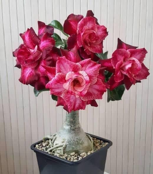 GREENERY NURSERY ADENIUM ( DESERT ROSE ) PLANT Amazon.in Garden