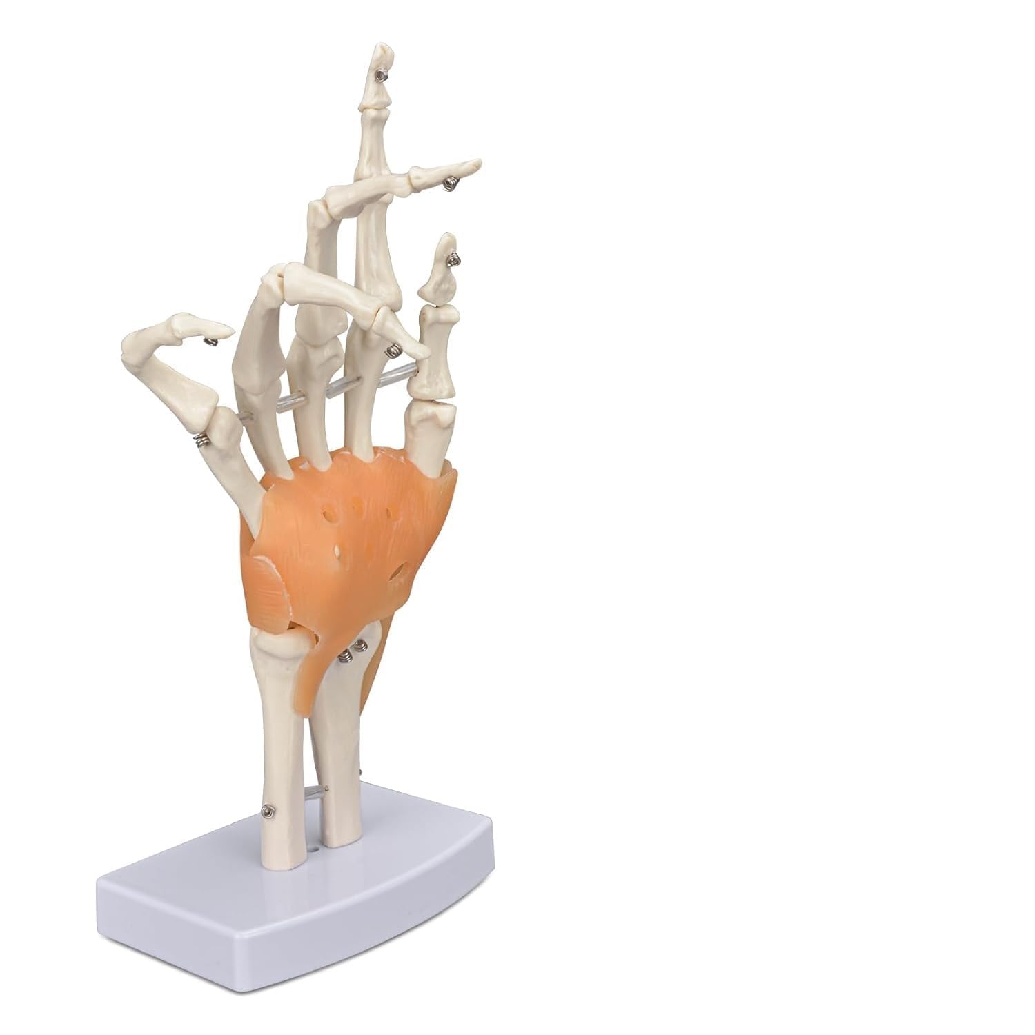 - Hand Joint Model | Human Hand Model for Students, Clinics, and Teaching Demonstrations | Medical & Educational Training Tool