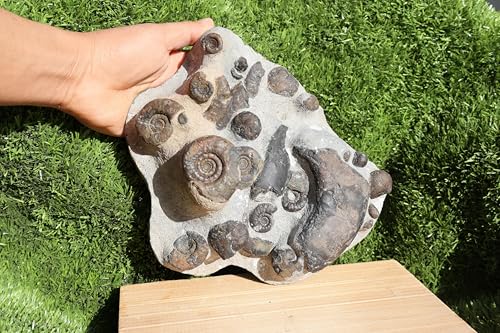Image of Natural Platyclymenia & Gonitites & Orthoceras Plate ammonites Fossil Moroccan Fossil A102